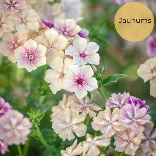 Annual phlox "Creme Brulee" (Phlox drummondii Grandiflora) 0,1g